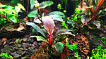 bucephalandra sp. T-4