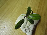 Bucephalandra sp. Apple leaf, Malinau