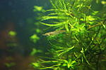 IMG 55481