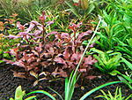 OVALIS PINK