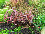 Persicaria Praetermissa  Ruby