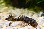 IMG 6266 600