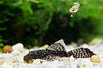 IMG 6259 600