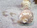 Lamprologus similis