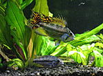 Apistogramma cacatuoides