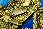    (Neolamprologus sp. "princess Congo")