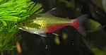 Aphyocharax rathbuni