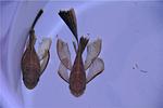 Ancistrus-LDA-16-long-fin