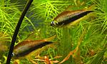 Nematobrycon palmeri