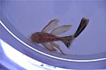 Ancistrus-LDA-16-long-fin
