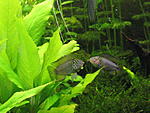 Apistogramma borellii  