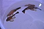 Ancistrus-LDA-16-long-fin
