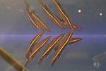 Nannostomus (Nannobrycon?) eques