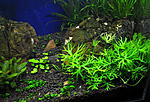 Ranunculus inundatus