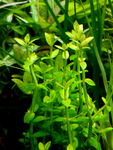 Deinostema adenocaulum....