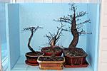 IMG 6971
