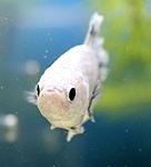 IMG 7085