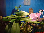 DSC00249