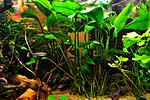 Anubias barteri var.