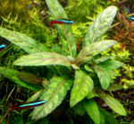 Staurogyne low grow. ....