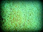 DSCN5394