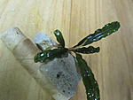 Bucephalandra sp. Blue Gaia