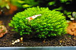 millimeter moss