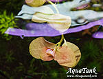 Ludwigia Marilia