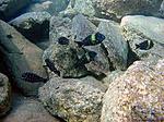 images (1)