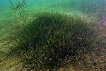 vallisneria a 111