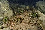 vallisneria d 111