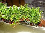 riccardia chamedryfolia