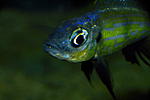 Aulonocranus dewindti