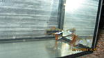 IMG 0775