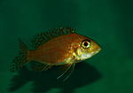 Aulonocara Fire Fisch