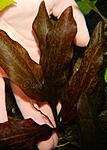DSCN5475