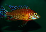 Aulonocara Fire Fisch