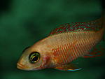 Aulonocara dragon blood