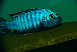 Pseudotropheus saulosi "Coral Red"
