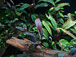 Brownie Ghost Red