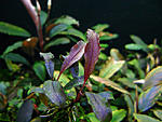sp. Brownie Red