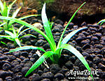 Eriocaulon Yan Kedah