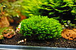 millimeter moss
