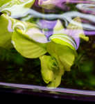 Ludwigia Moto grosso