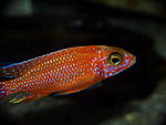 Aulonocara dragon blood