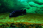 Pseudotropheus spec. elongatus neon spot