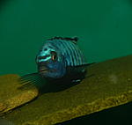 Pseudotropheus saulosi "Coral Red"