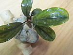 Bucephalandra sp. Theia-10
