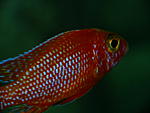 Aulonocara dragon blood