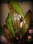 DSCN5465